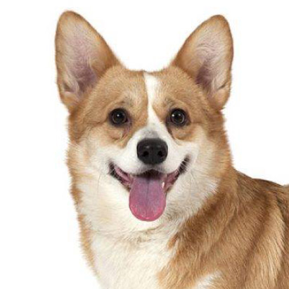 斎場火葬できるペット | 犬