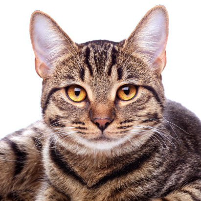 斎場火葬できるペット | 猫