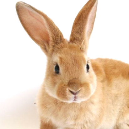 斎場火葬できるペット | うさぎ