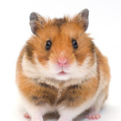 斎場火葬できるペット | ハムスター