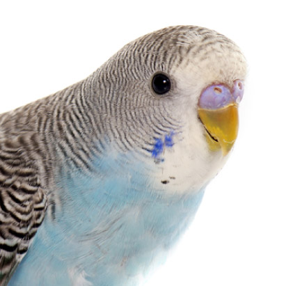 斎場火葬できるペット | 鳥類