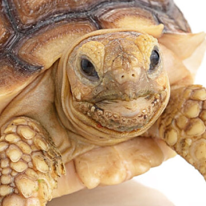 斎場火葬できるペット | 亀