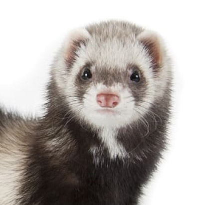 斎場火葬できるペット | フェレット