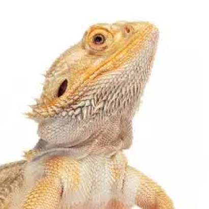 斎場火葬できるペット | 